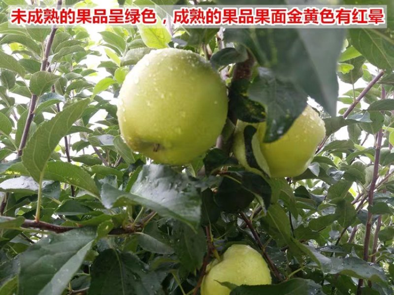 苹果树苗黄元帅苹果苗嫁接苗基地直销包成活