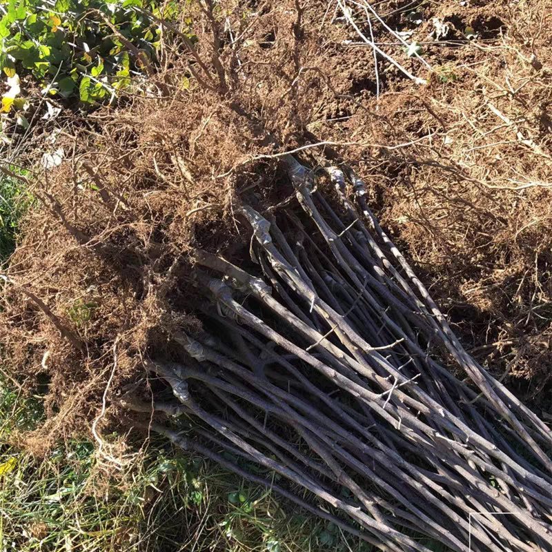 苹果树苗黄元帅苹果苗嫁接苗基地直销包成活