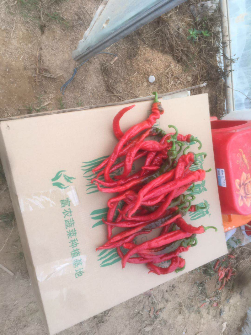 宁都红线椒货源充足，诚信代办产地直供，可视频看货