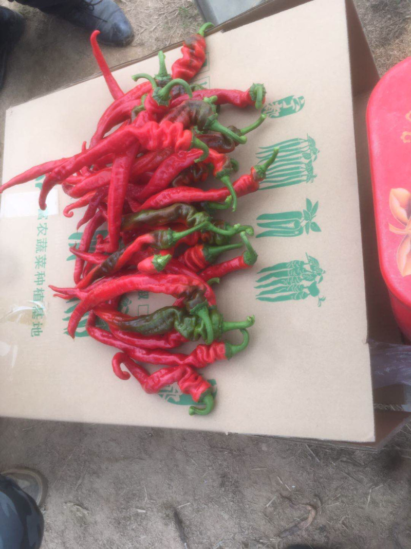 宁都红线椒货源充足，诚信代办产地直供，可视频看货