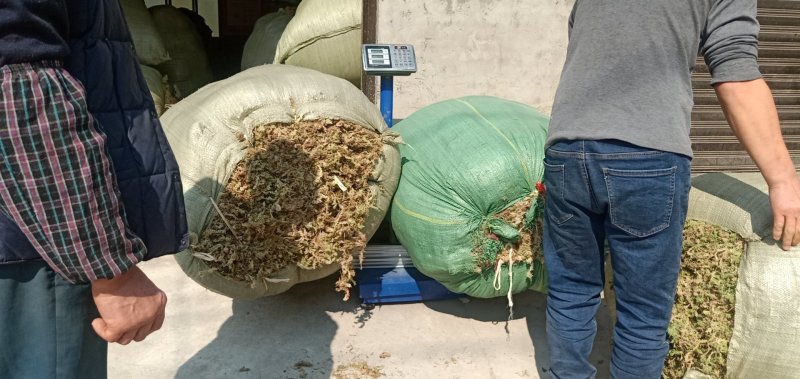 大量优质高山水苔，海花草量大质优价格优惠欢迎采购