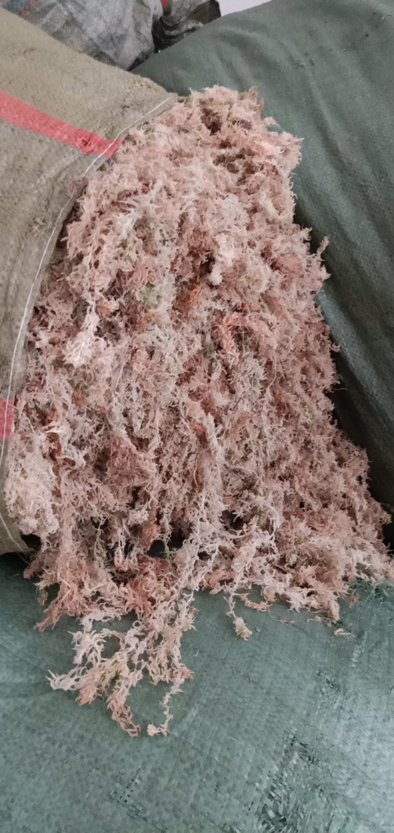 大量优质高山水苔，海花草量大质优价格优惠欢迎采购