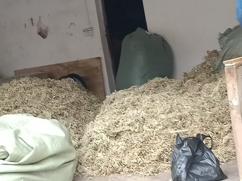大量优质高山水苔，海花草量大质优价格优惠欢迎采购