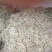 大量优质高山水苔，海花草量大质优价格优惠欢迎采购
