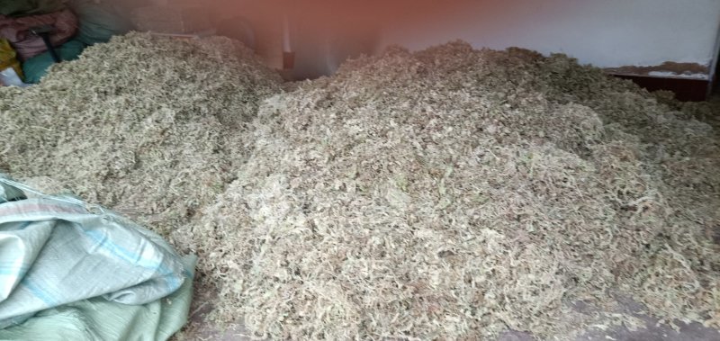 大量优质高山水苔，海花草量大质优价格优惠欢迎采购