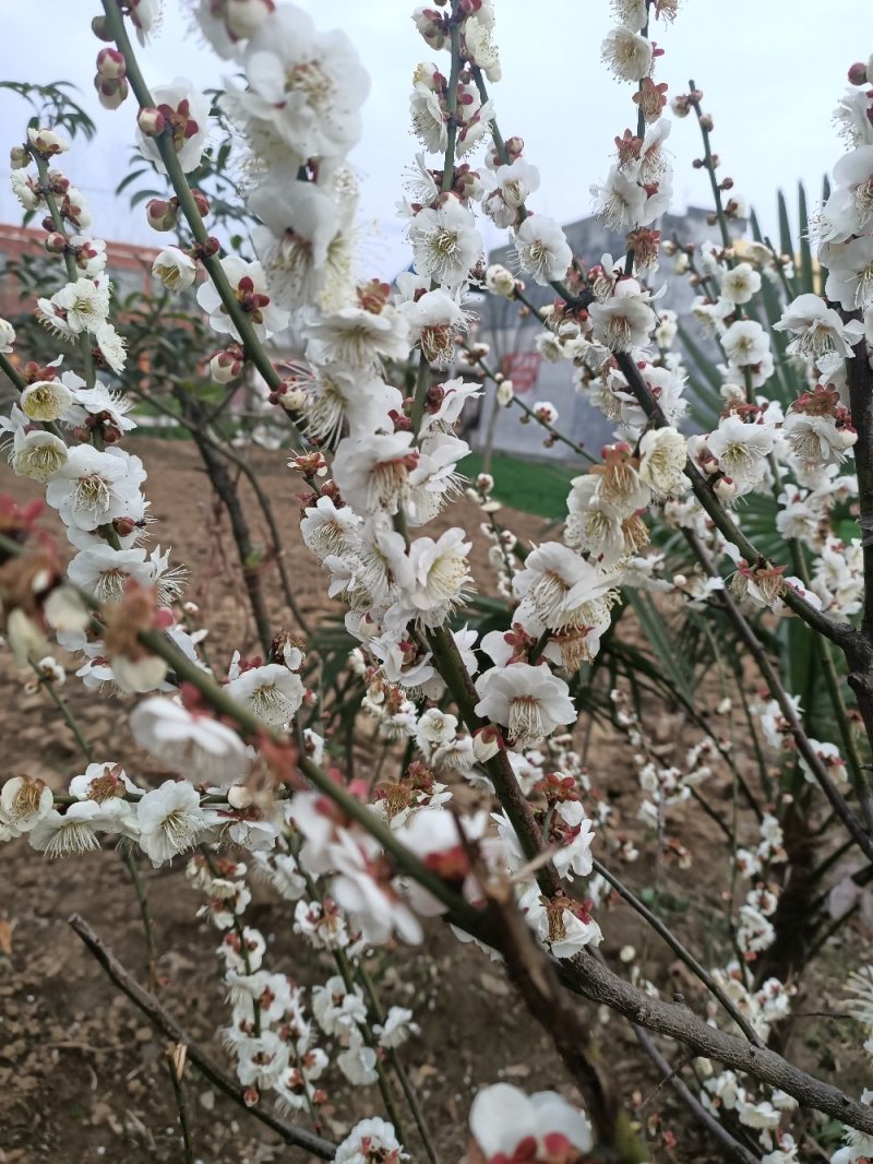 河南省泌阳县腊梅.梅花.干枝梅(从3公分一10公分)都有