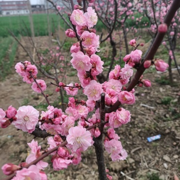 河南省泌阳县腊梅.梅花.干枝梅(从3公分一10公分)都有