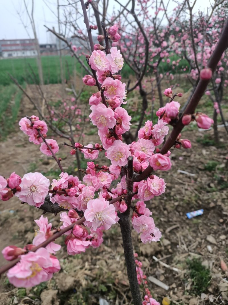 河南省泌阳县腊梅.梅花.干枝梅(从3公分一10公分)都有