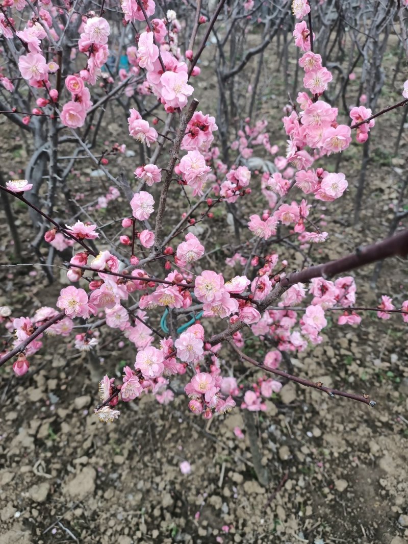 河南省泌阳县腊梅.梅花.干枝梅(从3公分一10公分)都有