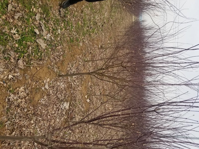 三季红红枫。质量如图。三季红叶。观赏植物，