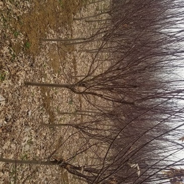 三季红红枫。质量如图。三季红叶。观赏植物,
