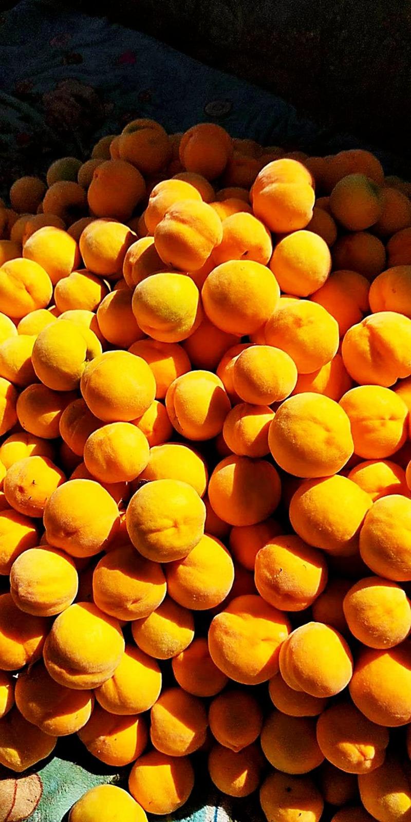 黄毛桃大量上市产地直发千亩基地直供