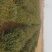 小叶女贞球80到200直销！质量好！造型小叶女贞