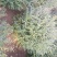 小叶女贞球80到200直销！质量好！造型小叶女贞