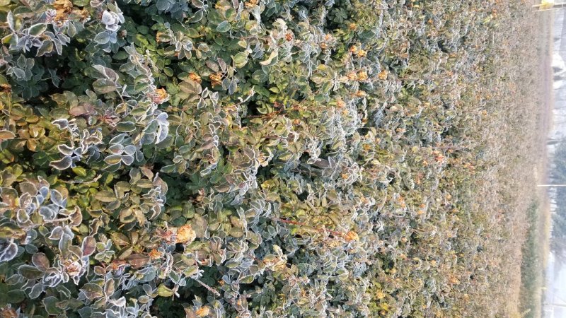 红帽子月季。品种月季月季欧月等。看苗挖苗！当天装车