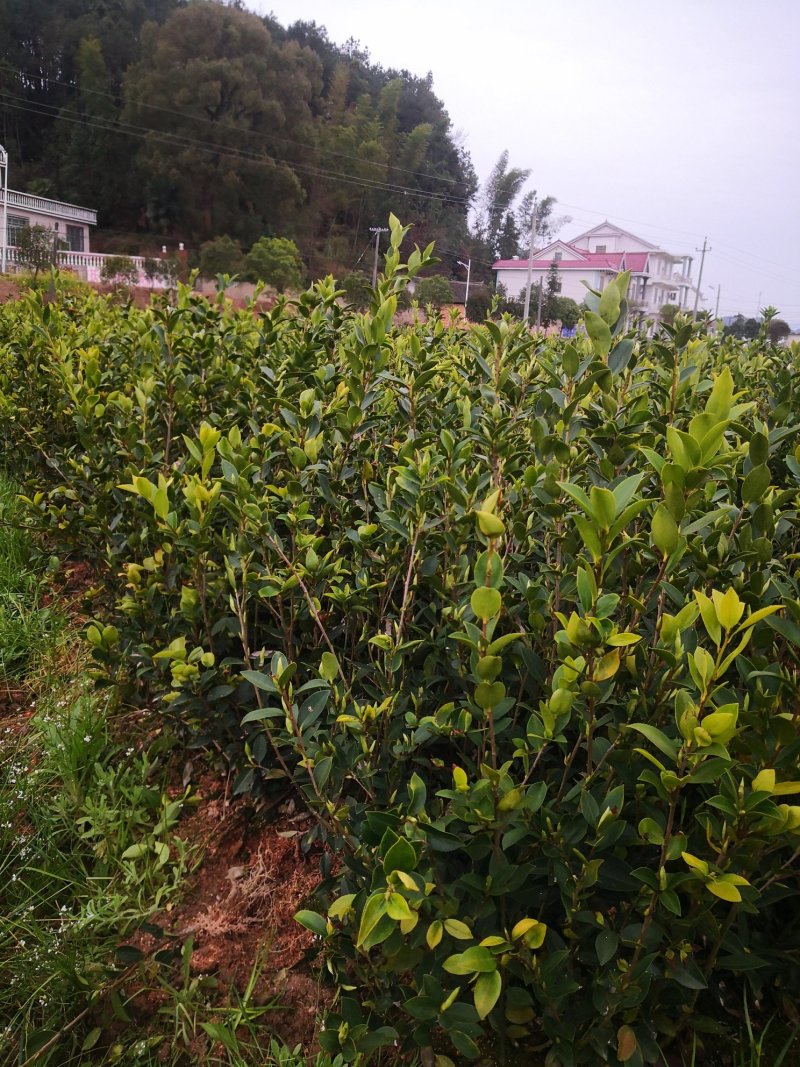 茶树苗基地直供，质量保证，价格优惠，欢迎新老客户前来订购