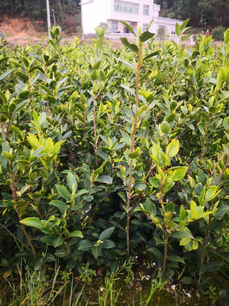 茶树苗基地直供，质量保证，价格优惠，欢迎新老客户前来订购