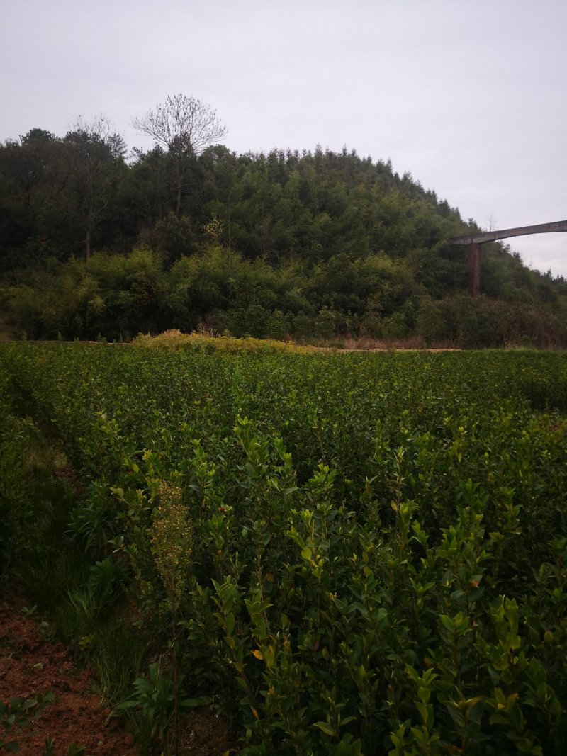 茶树苗基地直供，质量保证，价格优惠，欢迎新老客户前来订购