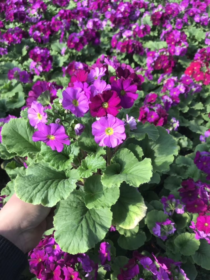 康乃馨，好管理颜色多，气味芬芳，花期长进口苗