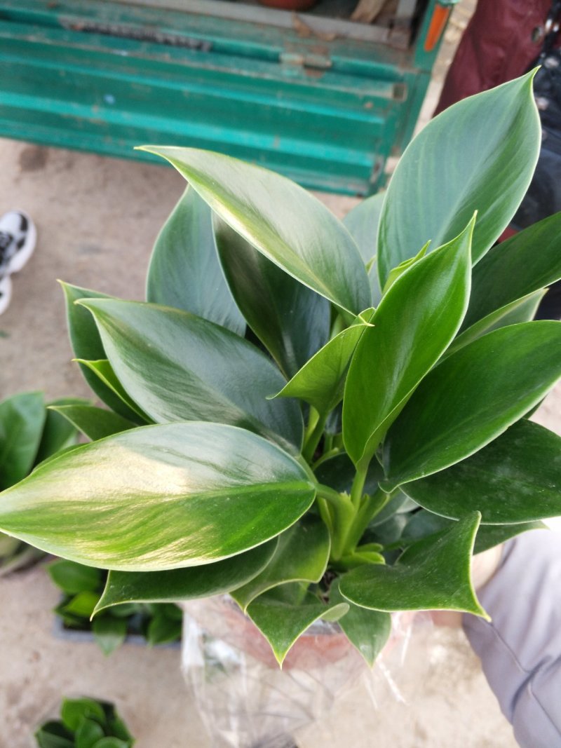康乃馨，好管理颜色多，气味芬芳，花期长进口苗