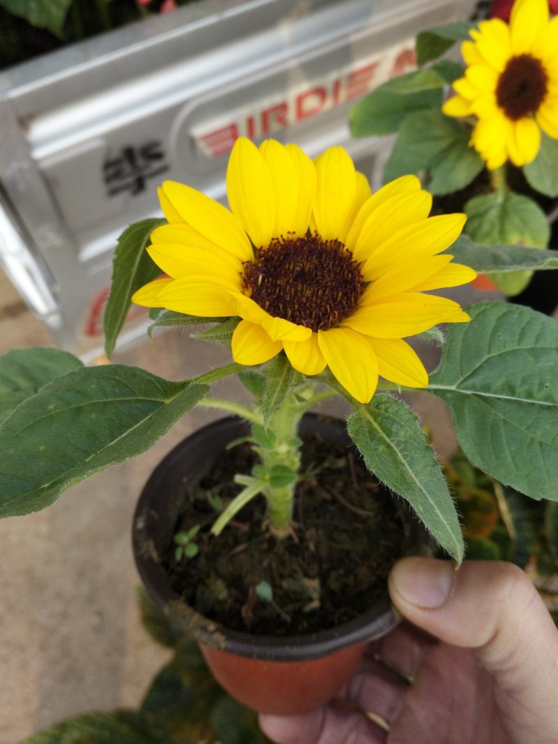 康乃馨，好管理颜色多，气味芬芳，花期长进口苗