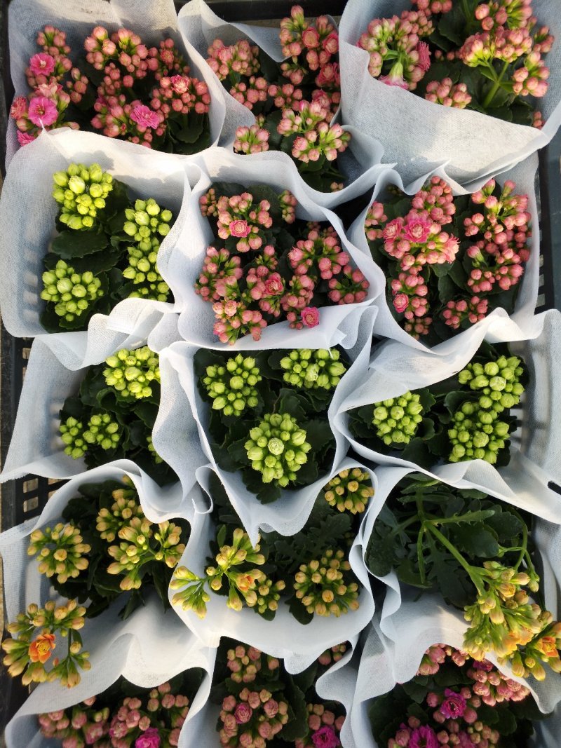 康乃馨，好管理颜色多，气味芬芳，花期长进口苗