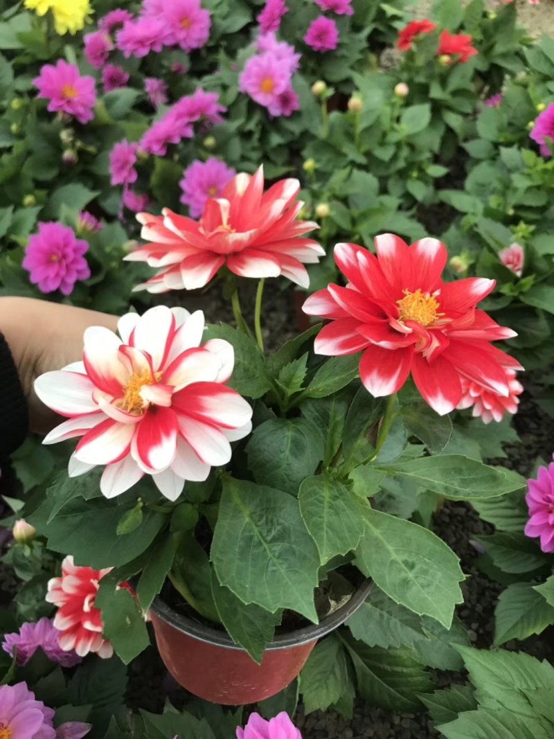 康乃馨，好管理颜色多，气味芬芳，花期长进口苗