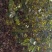 紫荆。独杆。紫荆小苗，丛生紫荆直销！丛生紫荆量大供应！
