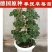 草莓新宠全明星黑草莓蓝草莓德国攀援草莓新品试种
