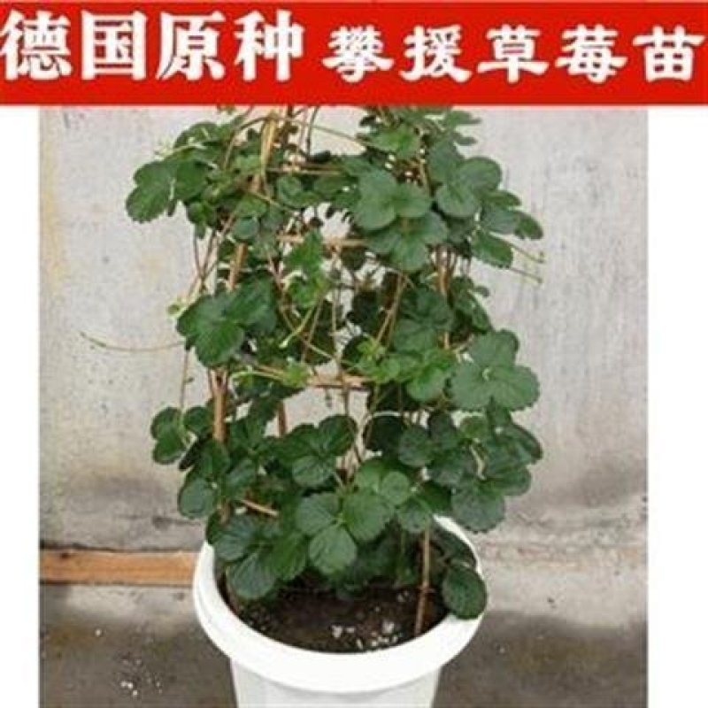 草莓新宠全明星黑草莓蓝草莓德国攀援草莓新品试种