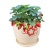 草莓新宠全明星黑草莓蓝草莓德国攀援草莓新品试种