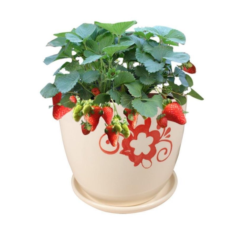 草莓新宠全明星黑草莓蓝草莓德国攀援草莓新品试种