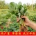 草莓新宠全明星黑草莓蓝草莓德国攀援草莓新品试种