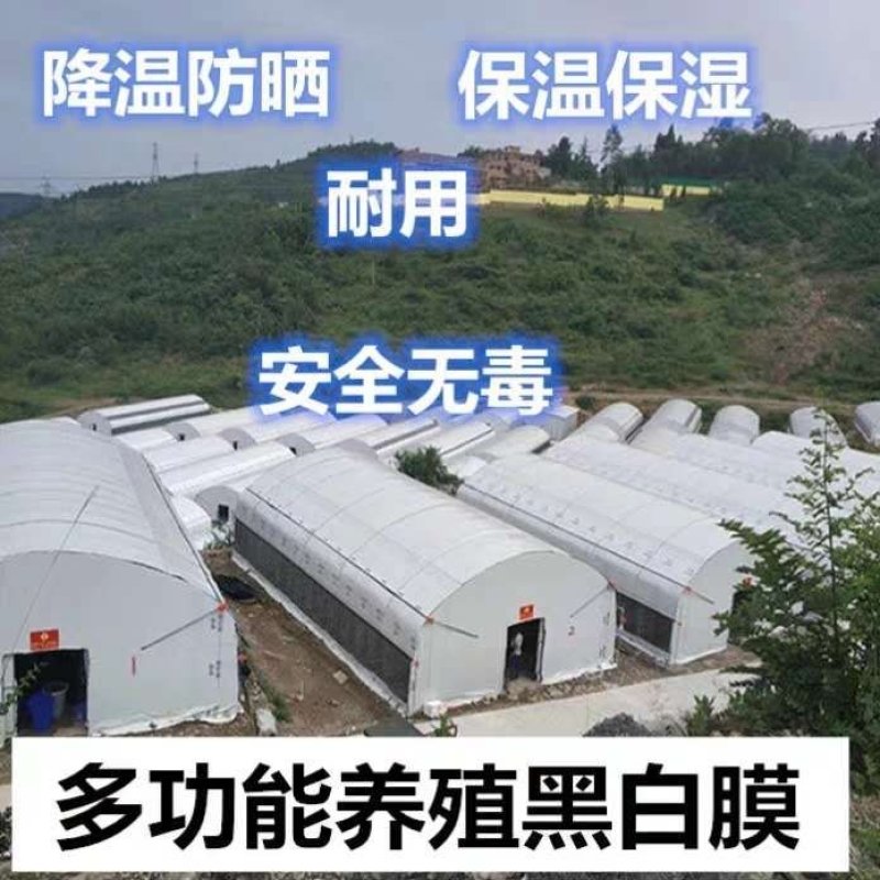 棚膜黑白膜养殖专用黑白膜菌用黑白膜绿白膜