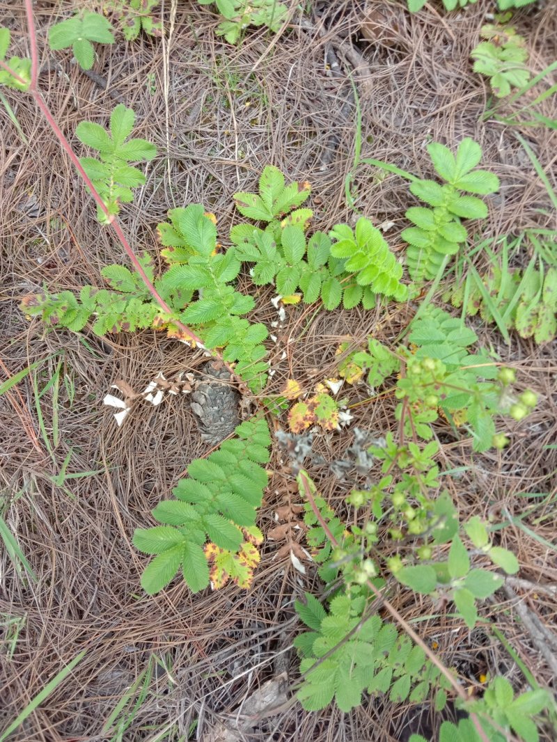 翻白草野生，，，，，，，，，