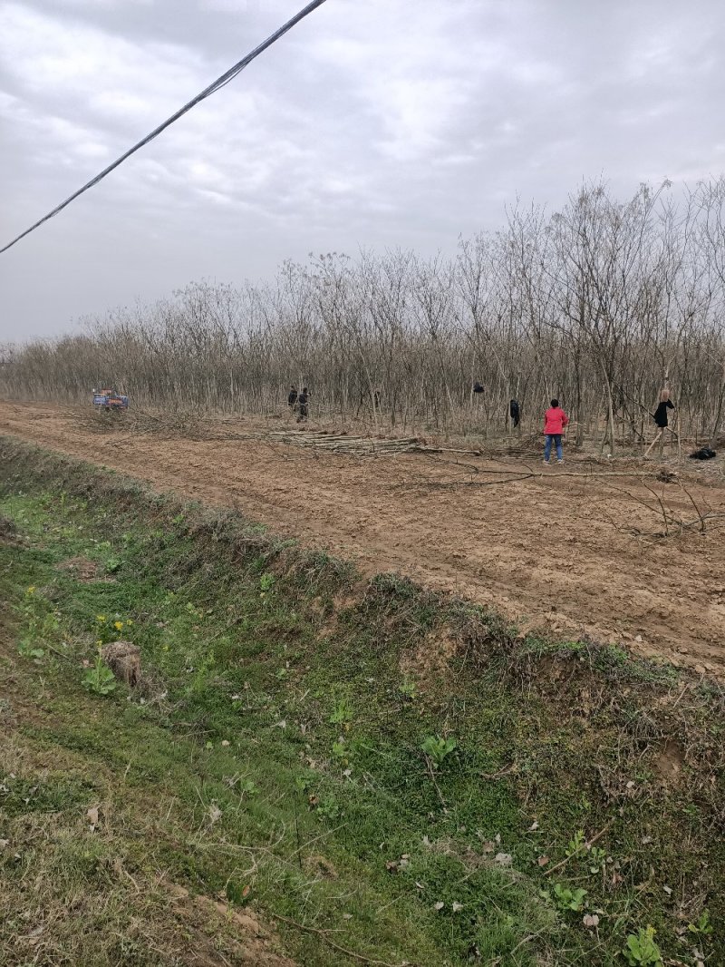 河南省泌阳县槐树.国槐，500亩国槐大小规格苗木基地