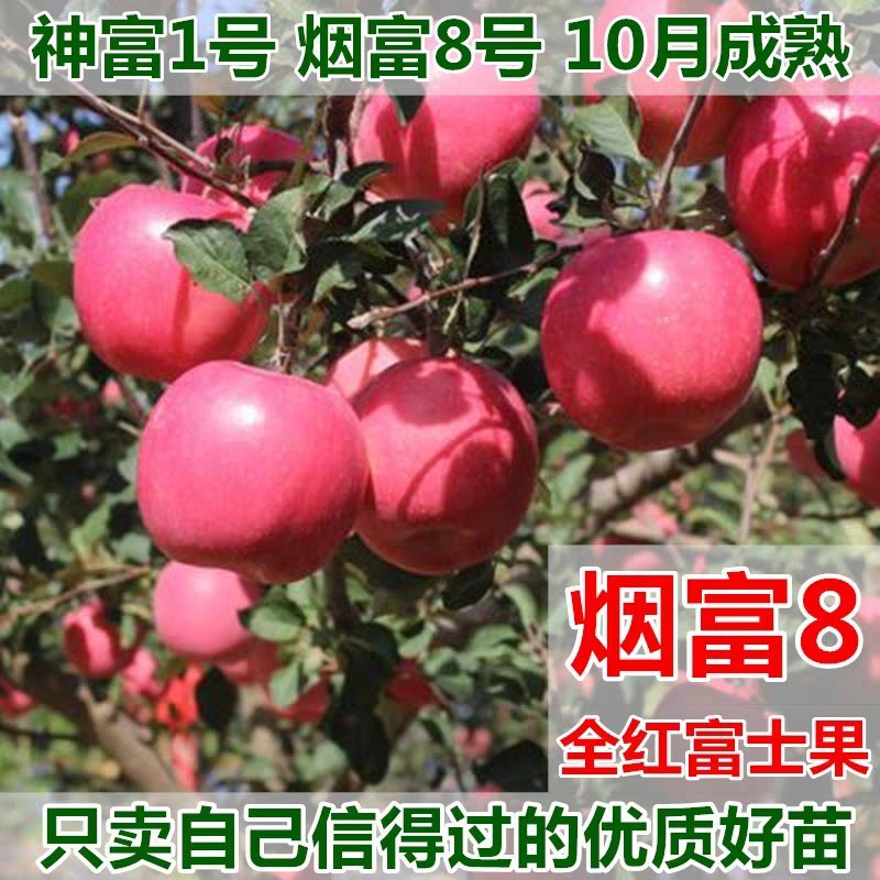 烟富8号苹果苗烟富10号烟富系列基地直销包成活