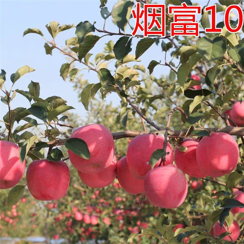 烟富8号苹果苗烟富10号烟富系列基地直销包成活