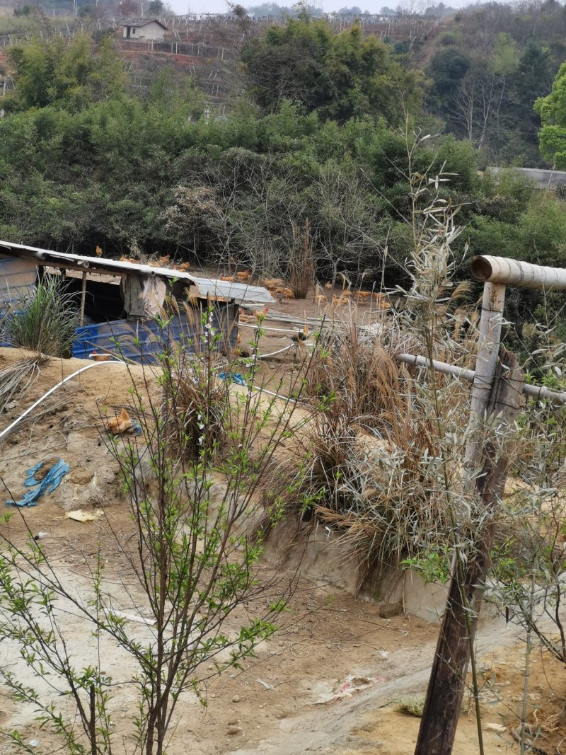 五黑鸡乌骨鸡土鸡山地散养虫草鸡
