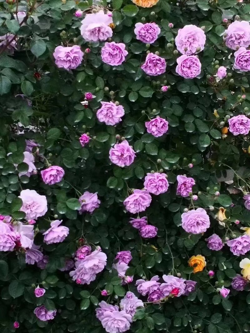 爬藤月季欧月。红帽子月季。黄帽子月季。丰花月季
