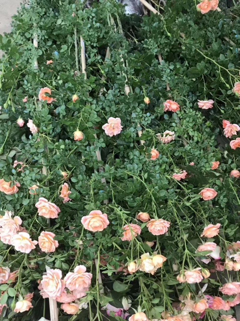 爬藤月季欧月。红帽子月季。黄帽子月季。丰花月季