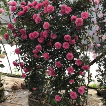 爬藤月季欧月。红帽子月季。黄帽子月季。丰花月季