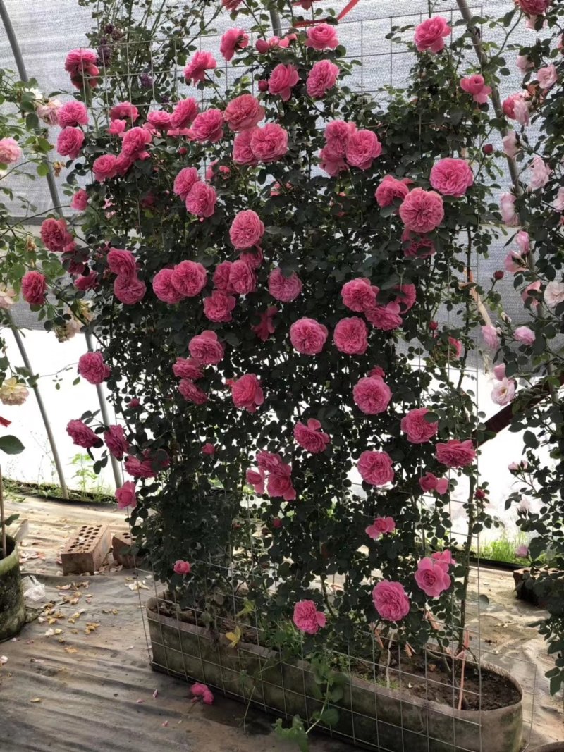 爬藤月季欧月。红帽子月季。黄帽子月季。丰花月季