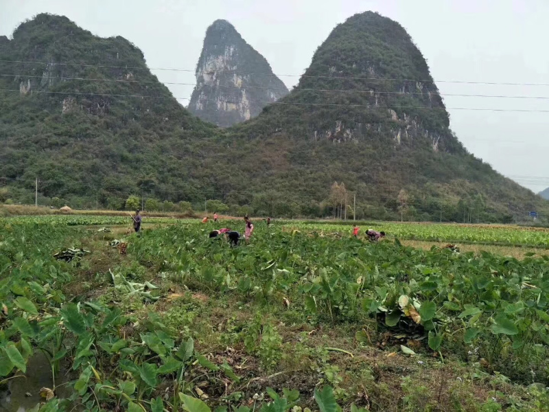 广西荔浦现挖芋头原产地直发支持一件代发