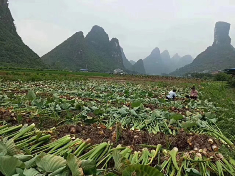 广西荔浦现挖芋头原产地直发支持一件代发