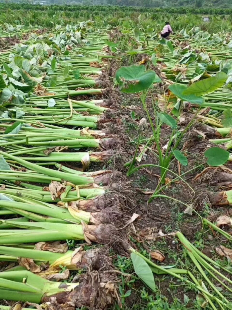 广西荔浦现挖芋头原产地直发支持一件代发