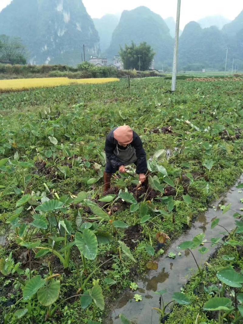 广西荔浦现挖芋头原产地直发支持一件代发