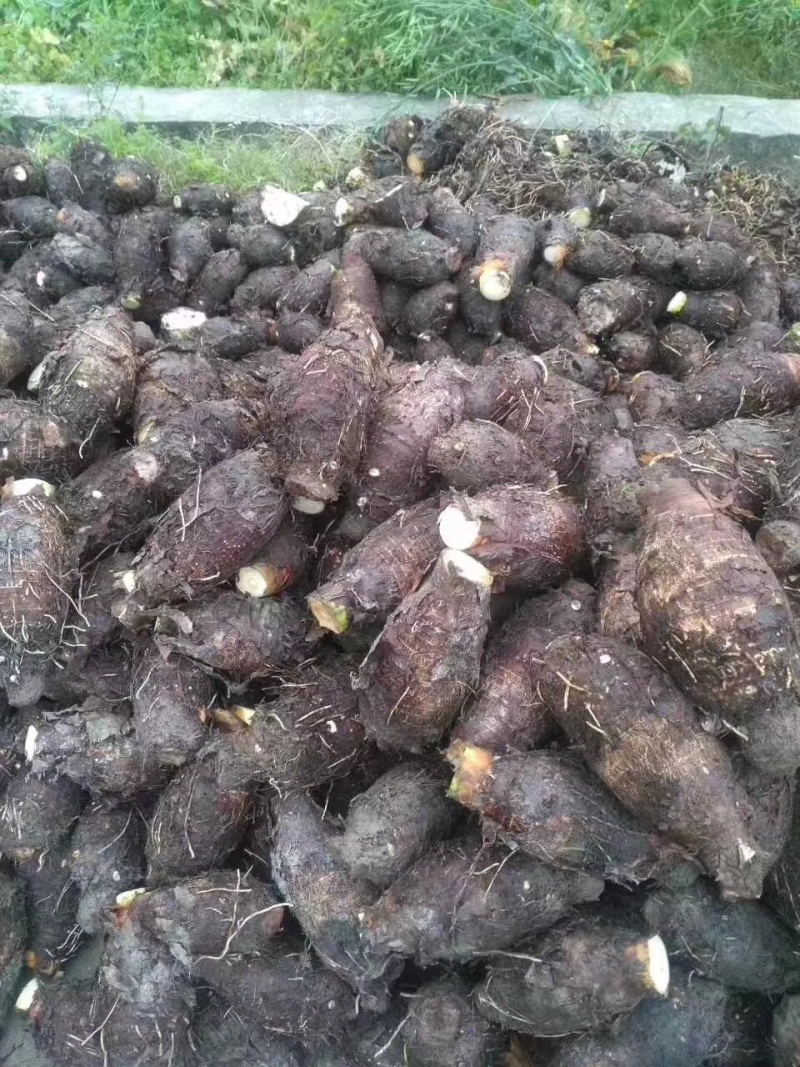 广西荔浦现挖芋头原产地直发支持一件代发