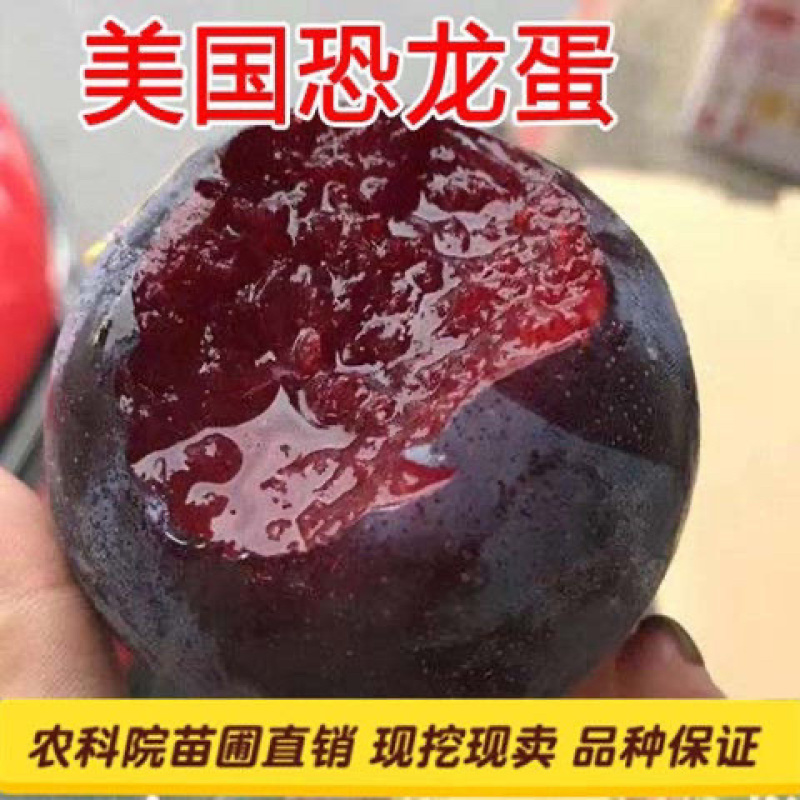 李子树苗恐龙蛋李树苗嫁接苗品质保证现挖现发包邮