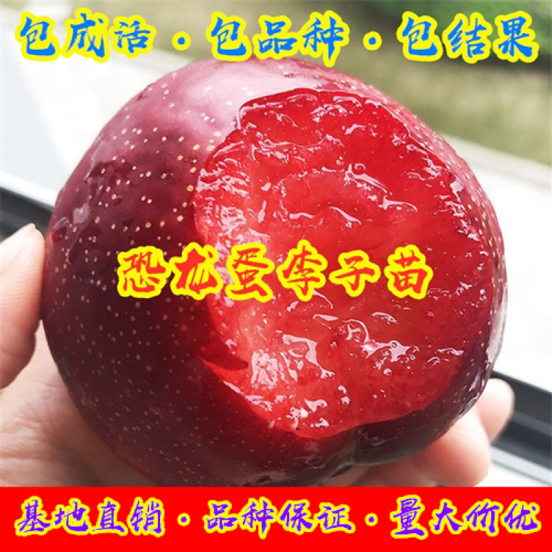 李子树苗恐龙蛋李树苗嫁接苗品质保证现挖现发包邮